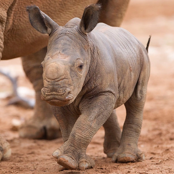 baby rhinos.jpg