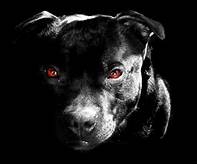 dark dogs.jpg