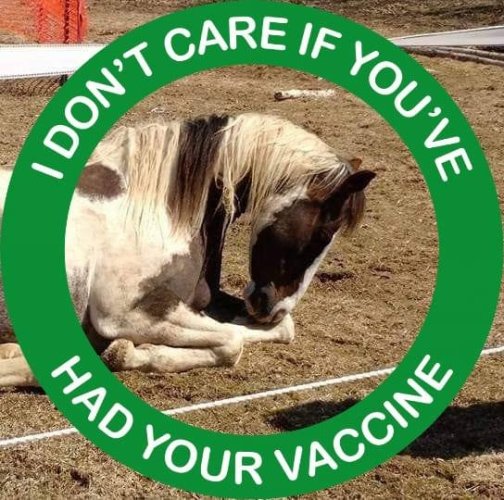 horse doesn't care if you've had your vaccine.jpg