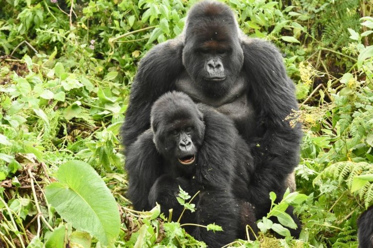 Gorilla-mating-.jpg