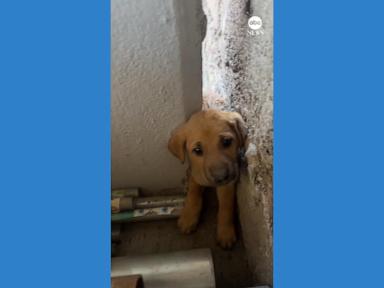240504_abc_social_puppy_rescue_mexico_hpMain_4x3_384.jpg
