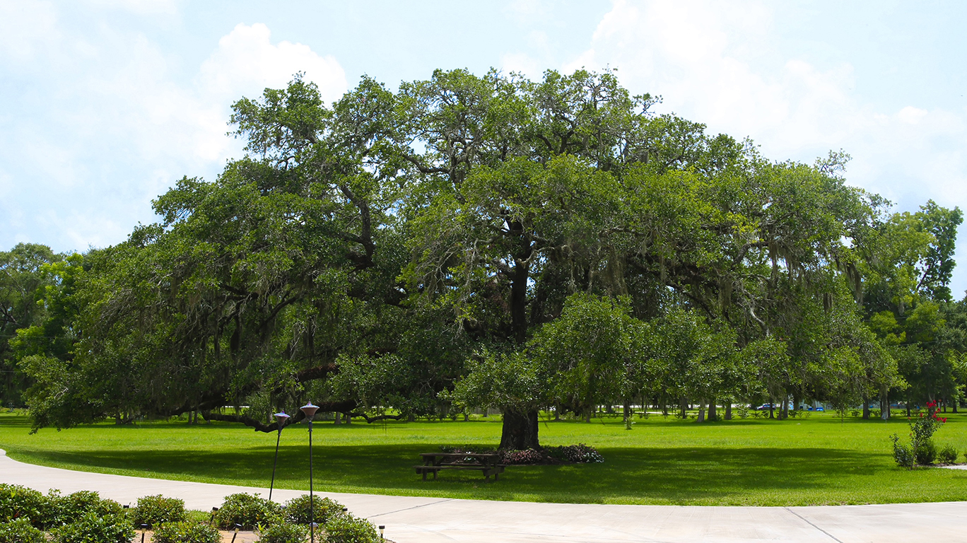 LibertyTree_Edited_LowRes.jpg