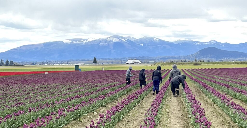 Farmworkers-1024x532.jpeg