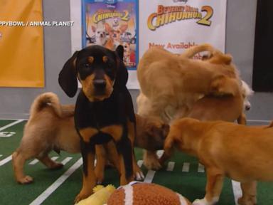 250208_abcnl_12p_puppybowl_hpMain_4x3_384.jpg