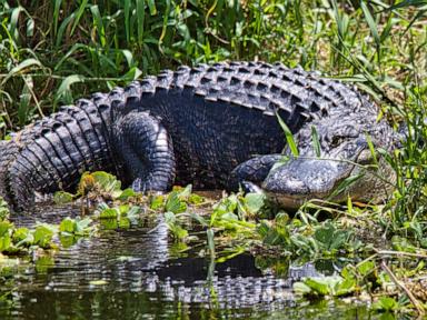 alligator-rf-gty-ml-250304_1741095384988_hpMain_4x3t_384.jpg