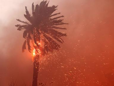 palm-tree-fire-rt-jt-250109_1736473577706_hpMain_4x3t_384.jpg