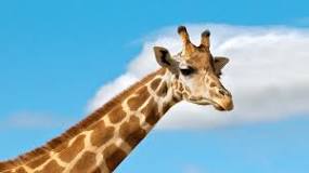 Image result for zoo long necked