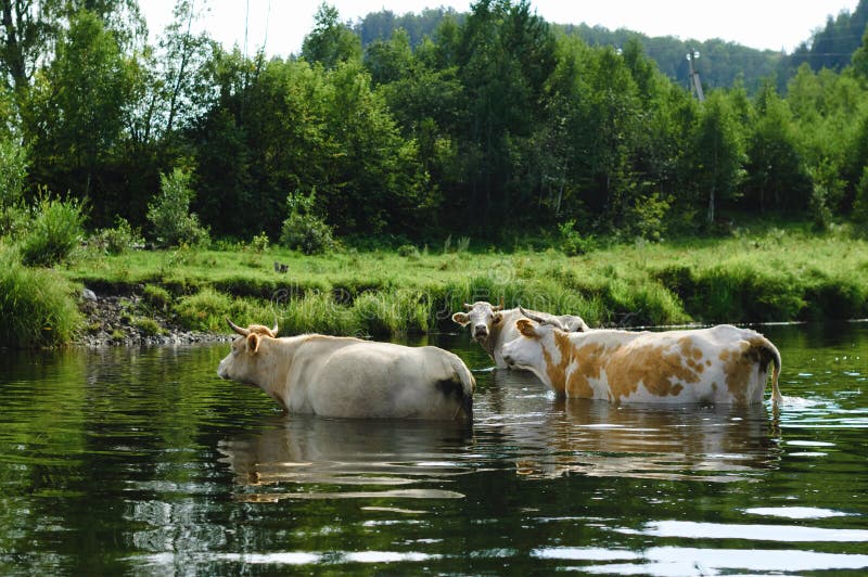 group-cows-cross-river-ford-unknown-part-planet-230766950.jpg